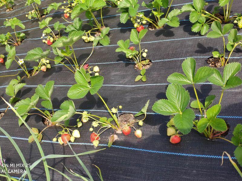 Obst Wochenmarkt Görlitz - Erdbeeren