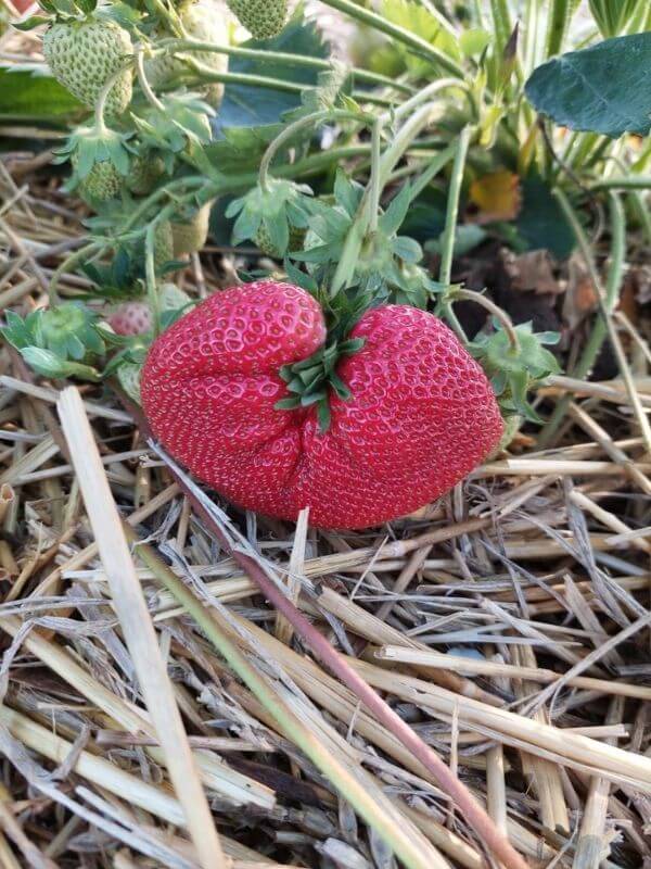 Wochenmarkt Görlitz - Bio Erdbeeren 5