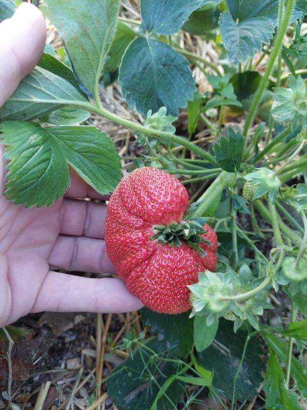 Wochenmarkt Görlitz - Bio Erdbeeren 6