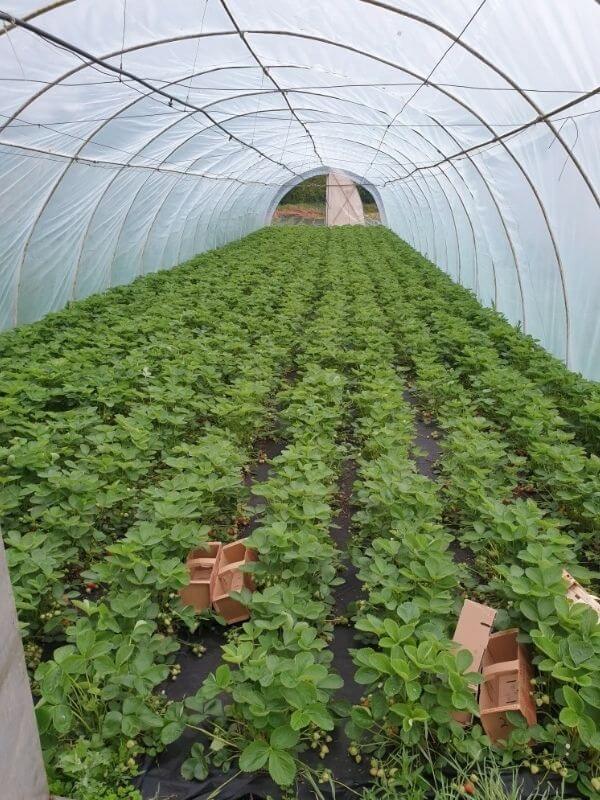 Wochenmarkt Görlitz - Bio Erdbeeren