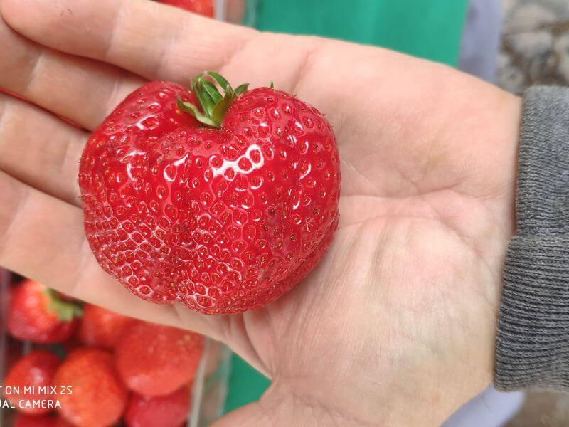 Wochenmarkt Görlitz - Erdbeeren 4