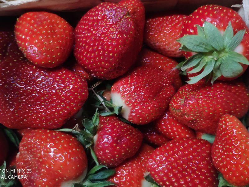 Wochenmarkt Görlitz - Erdbeeren 5