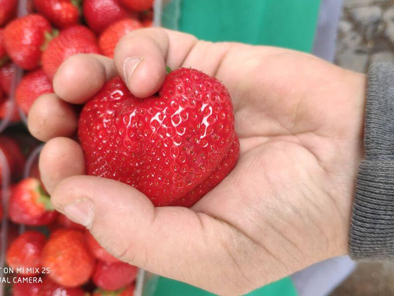 Wochenmarkt Görlitz - Erdbeeren 6