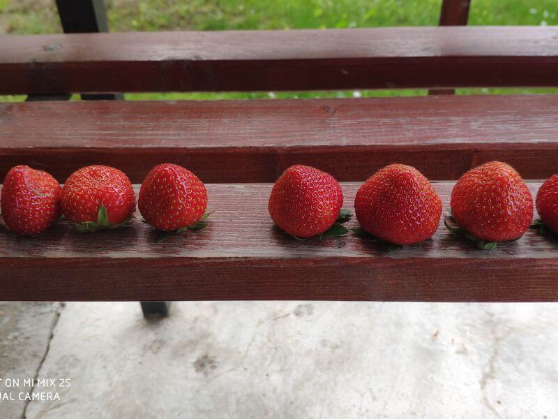 Wochenmarkt Görlitz - Erdbeeren 7