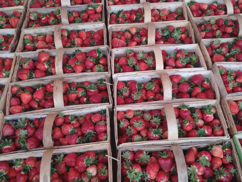 Wochenmarkt Görlitz - Erdbeeren 9