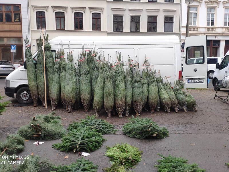 Wochenmarkt Görlitz Tannenbäume und Zweige