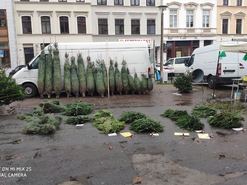 Wochenmarkt Görlitz Zweige, Tannenbäume