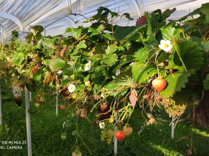 Wochenmarkt frische Erdbeeren 10