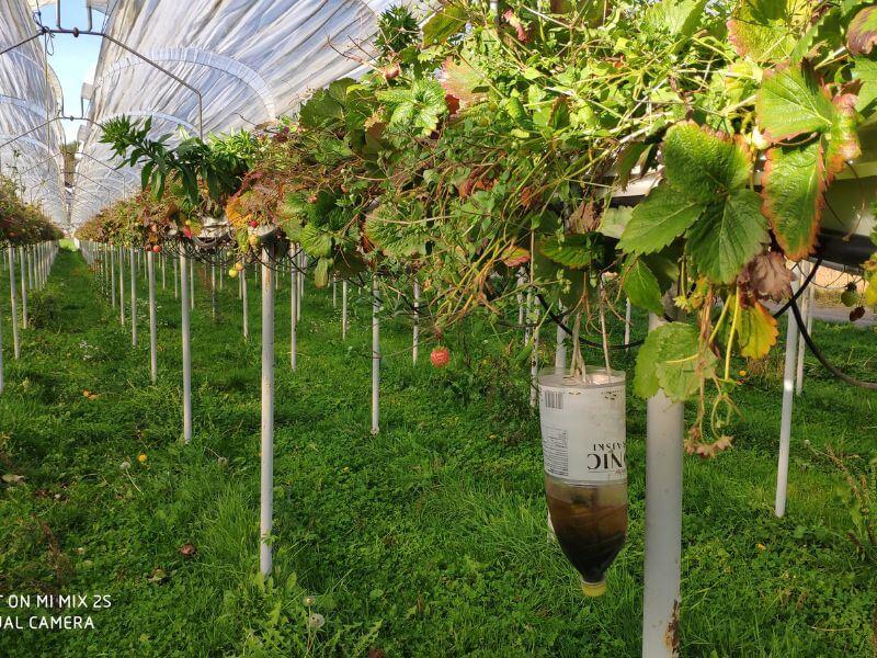 Wochenmarkt frische Erdbeeren 11