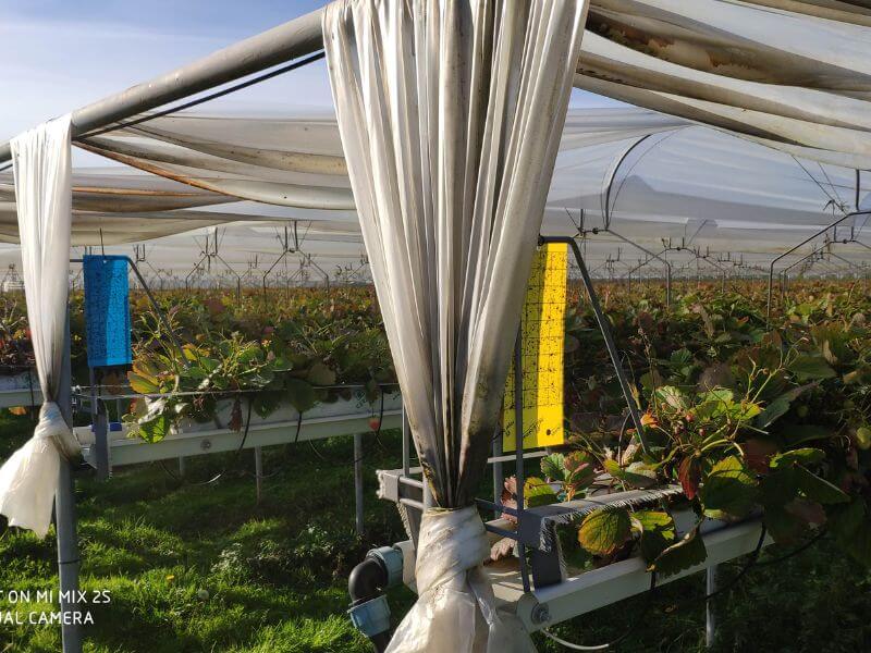 Wochenmarkt frische Erdbeeren 12