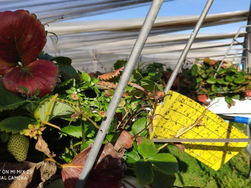 Wochenmarkt frische Erdbeeren 13