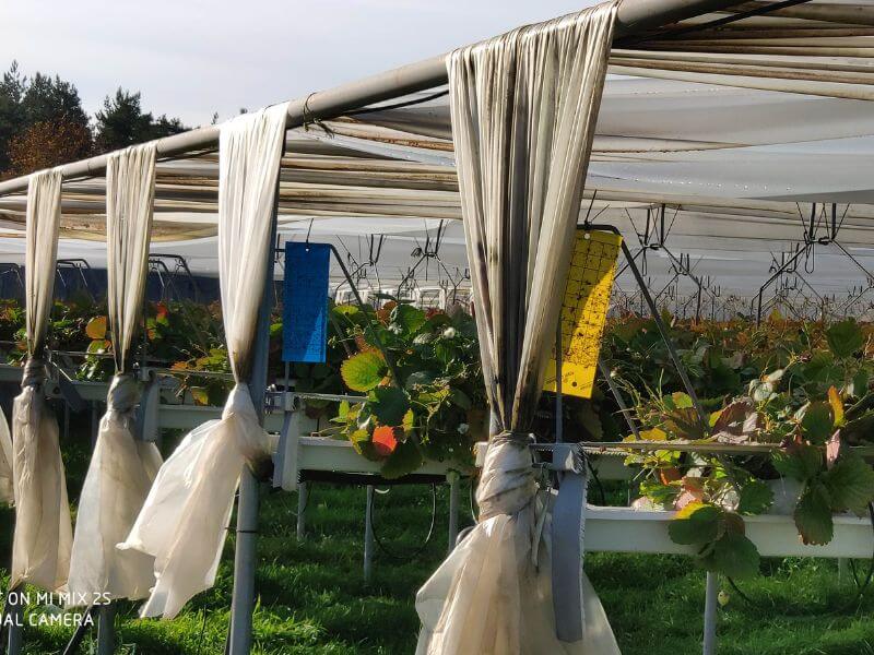 Wochenmarkt frische Erdbeeren 15