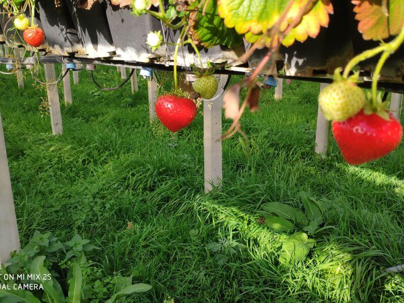 Wochenmarkt frische Erdbeeren 16