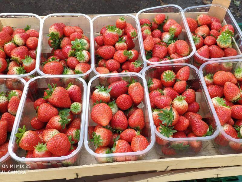 Wochenmarkt frische Erdbeeren 18
