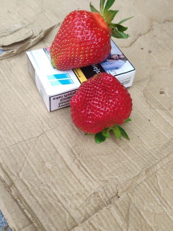 Wochenmarkt - frische Erdbeeren 2