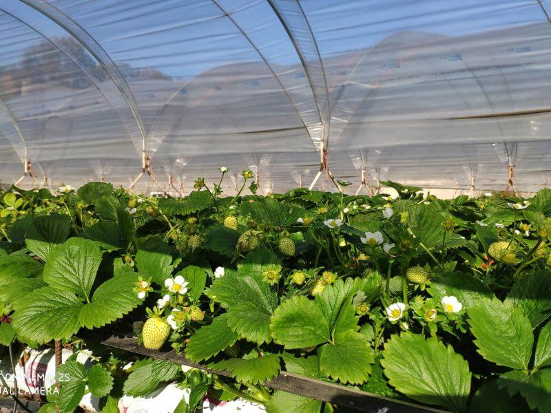 Wochenmarkt frische Erdbeeren 3