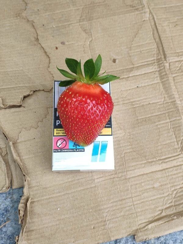 Wochenmarkt - frische Erdbeeren 3