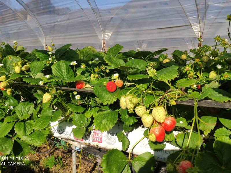 Wochenmarkt frische Erdbeeren 4