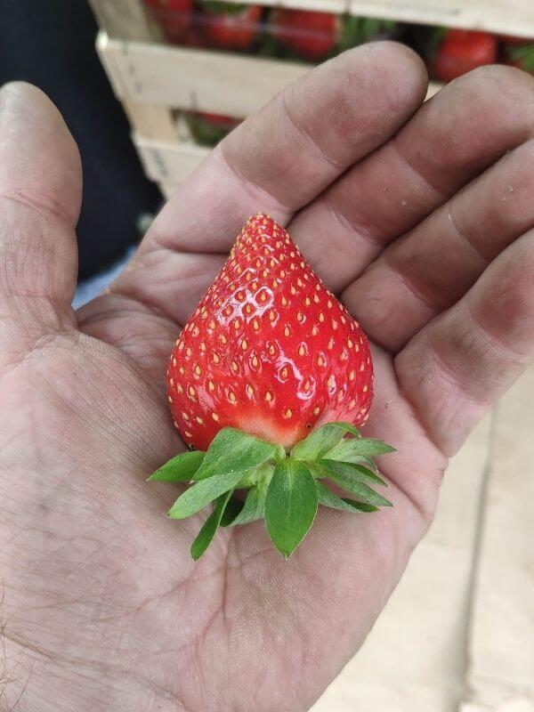 Wochenmarkt - frische Erdbeeren 4