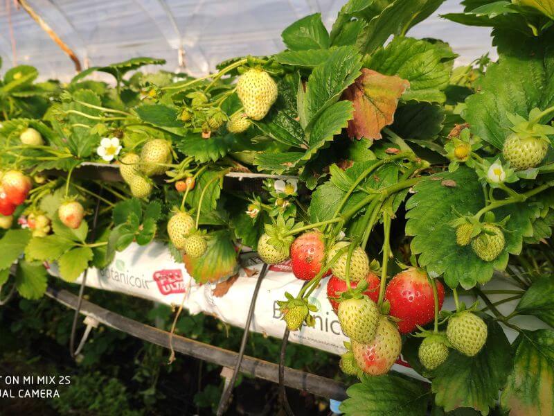 Wochenmarkt frische Erdbeeren 5