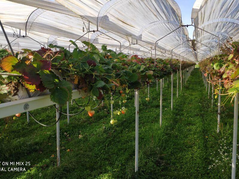 Wochenmarkt frische Erdbeeren 7