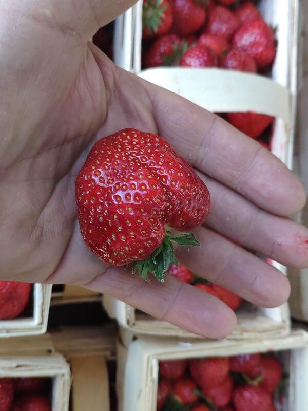 Wochenmarkt - frische Erdbeeren 7