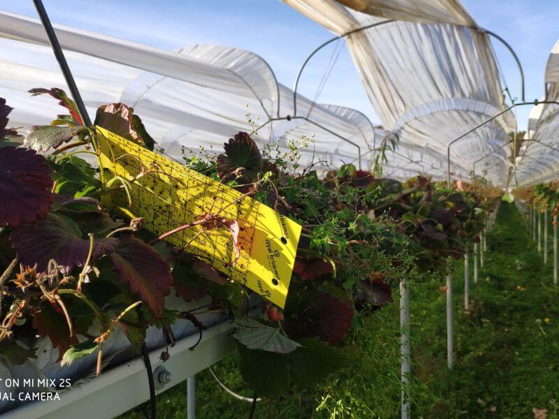 Wochenmarkt frische Erdbeeren 8