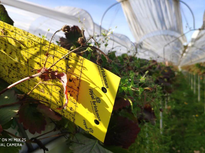 Wochenmarkt frische Erdbeeren 9